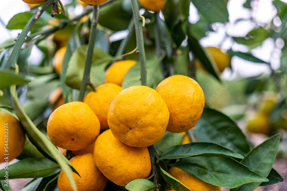 Close up Hand and Oranges in Orange Farm with Beautiful Sunshine