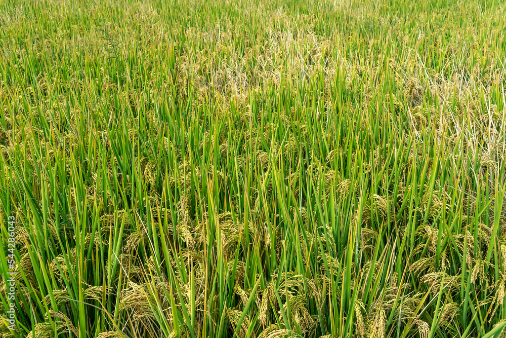 Close -up of rice seeds in rice fields. Beautiful golden rice fields.