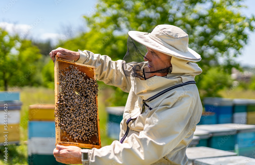 Handsome beekeeper holding honeycomb full of bees. Honey farming man with wooden beehive frame.