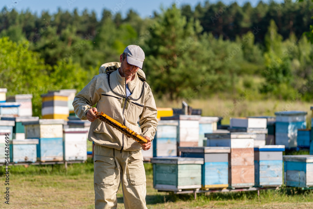 Agriculture apiary honeybee farming. Handsome beekeeper holding wooden frame.