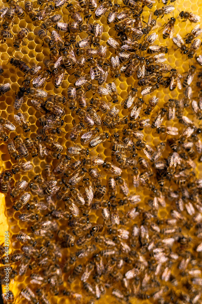 Sweet honey frame close up view. Bee apiary making honey on wooden frame.