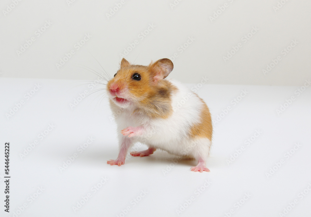 Syrian Hamster isolated on a white