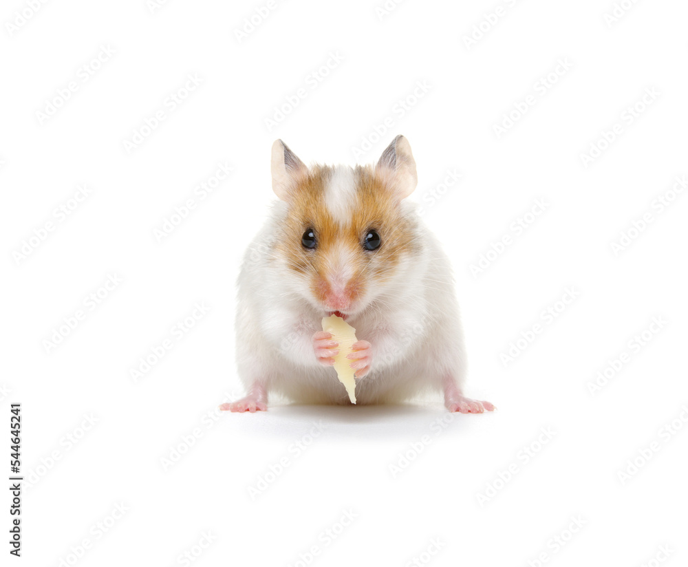 White syrian hamster eating