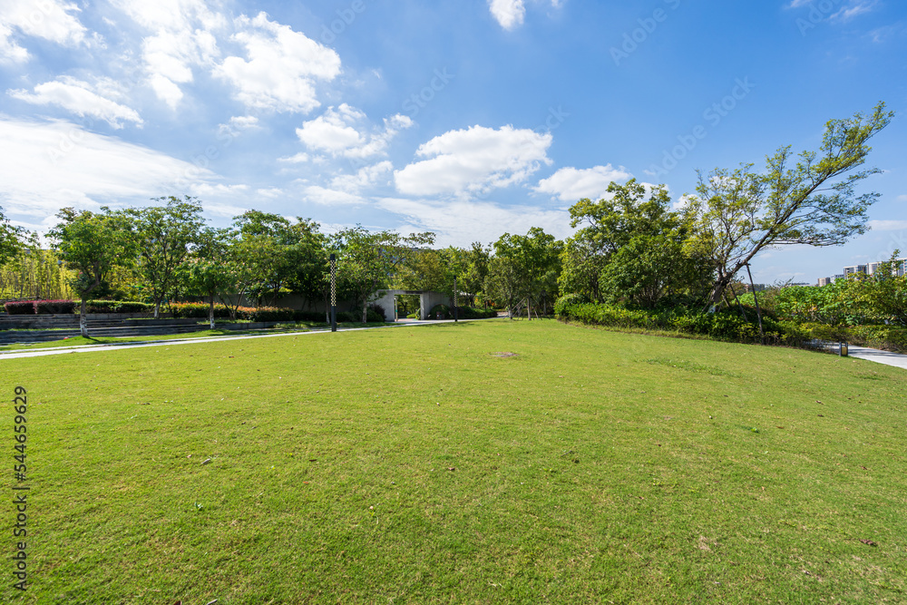 grass in city park