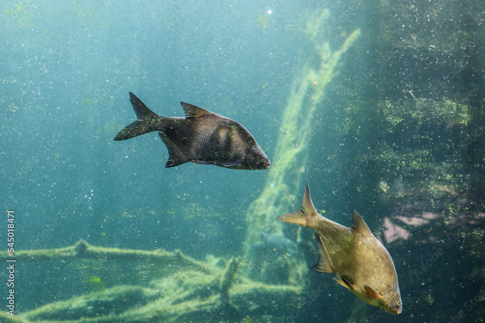 水族馆里的异国淡水鱼