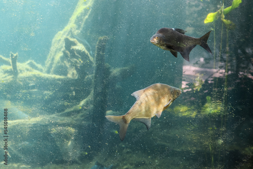 水族馆里的异国淡水鱼