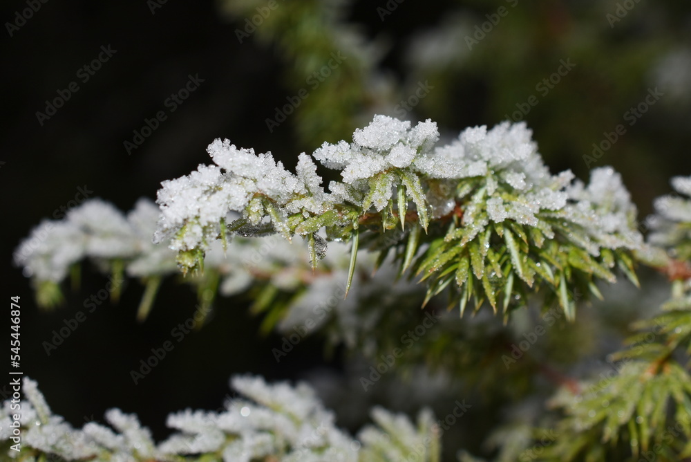 冬季室外积雪的杜松子树枝