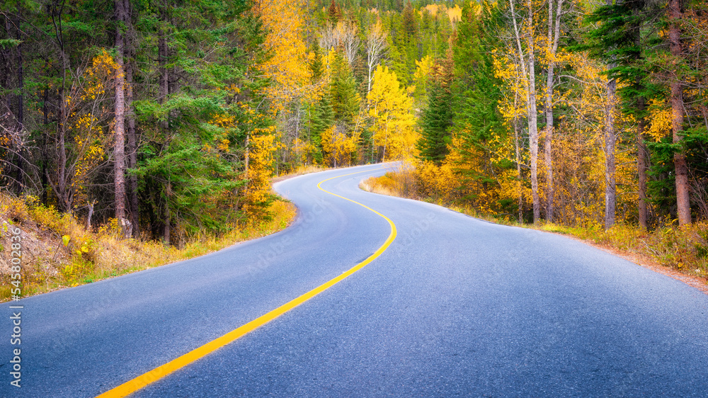 The road through the woods. Asphalt road and turns between trees. The forest background. Composition