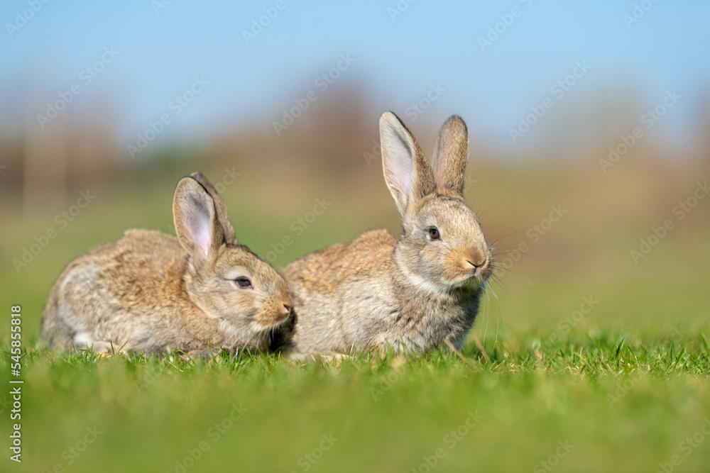 Rabbit or hare while in grass in autumn time