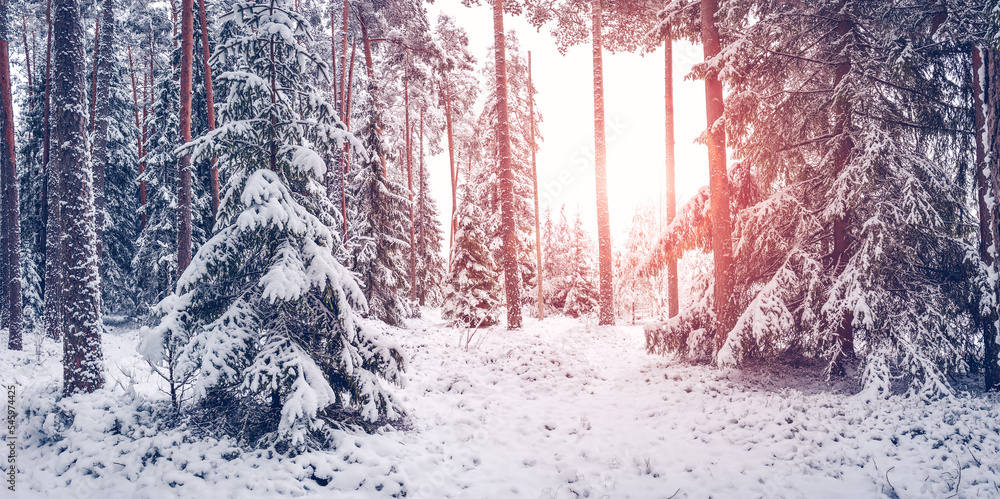 白雪皑皑的冬季森林里的清晨日出。