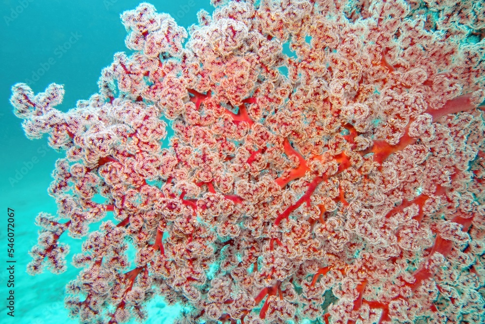 Siphonogorgia godeffroyi，樱花珊瑚或Godeffroys软珊瑚纹理-Raja Ampat，I