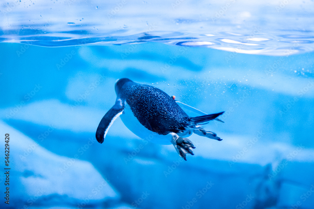 迪拜水族馆的水下野生动物与企鹅合影。