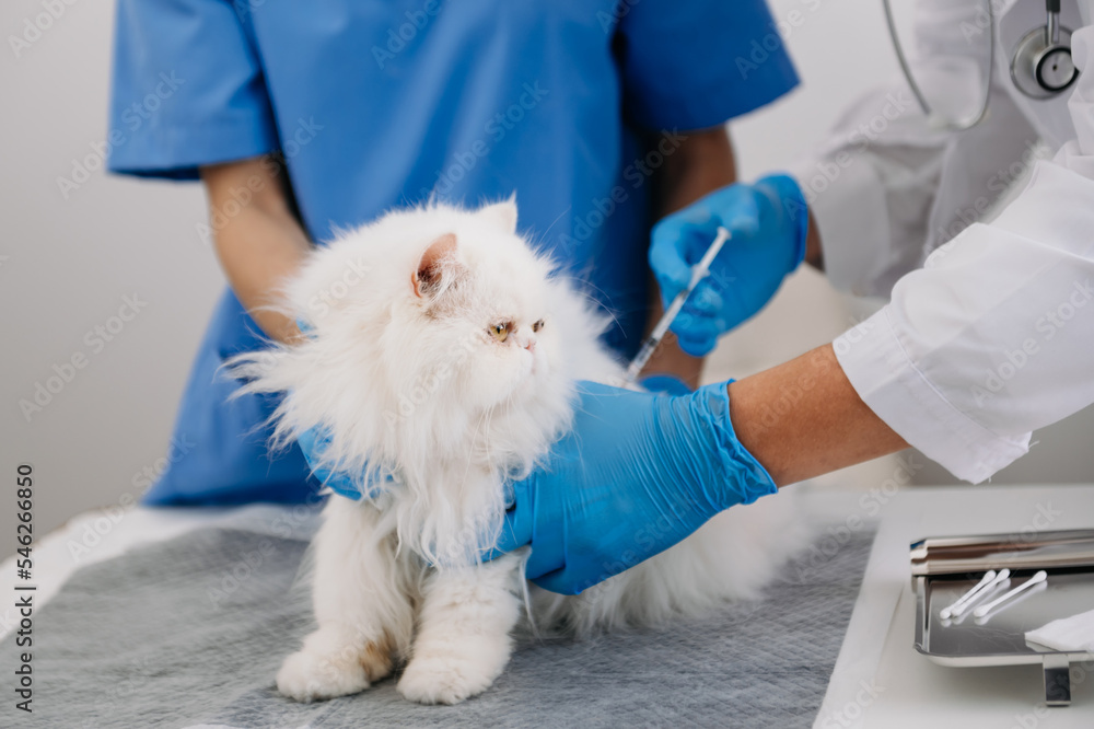 兽医治疗生病的猫，维护动物健康概念，动物医院