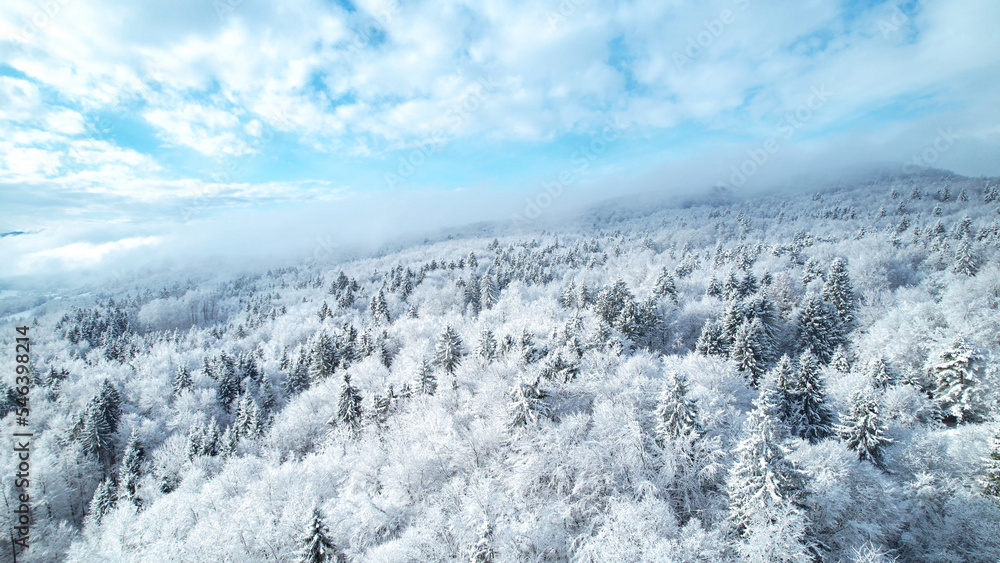 空中娱乐：覆盖着新落雪毯的林地的神奇景色