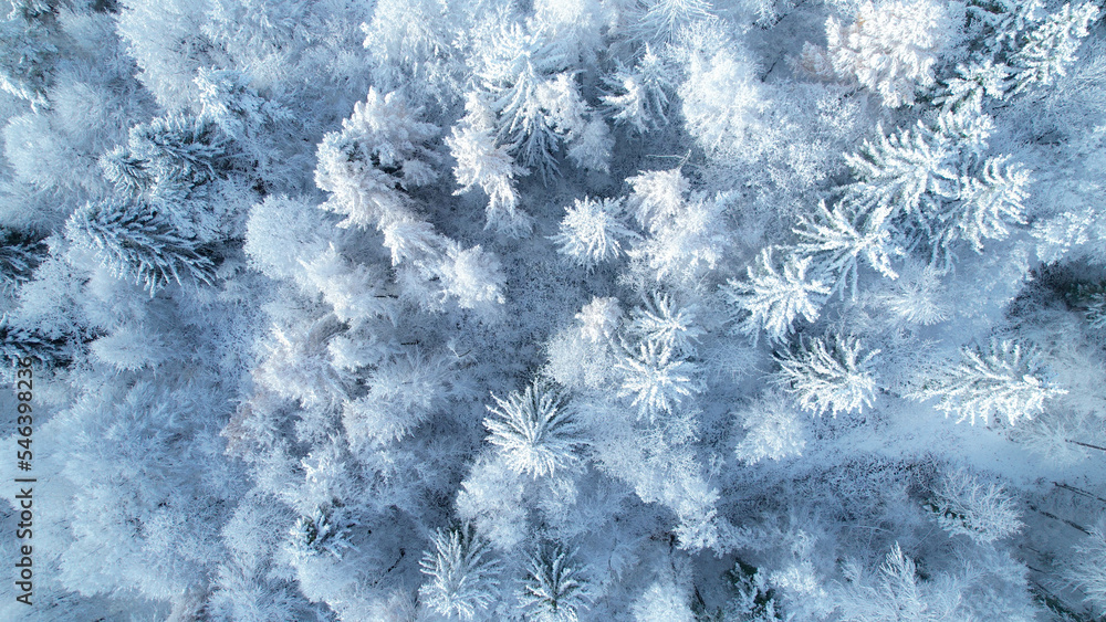 空中俯视图：刚下完雪后森林树梢的迷人景色