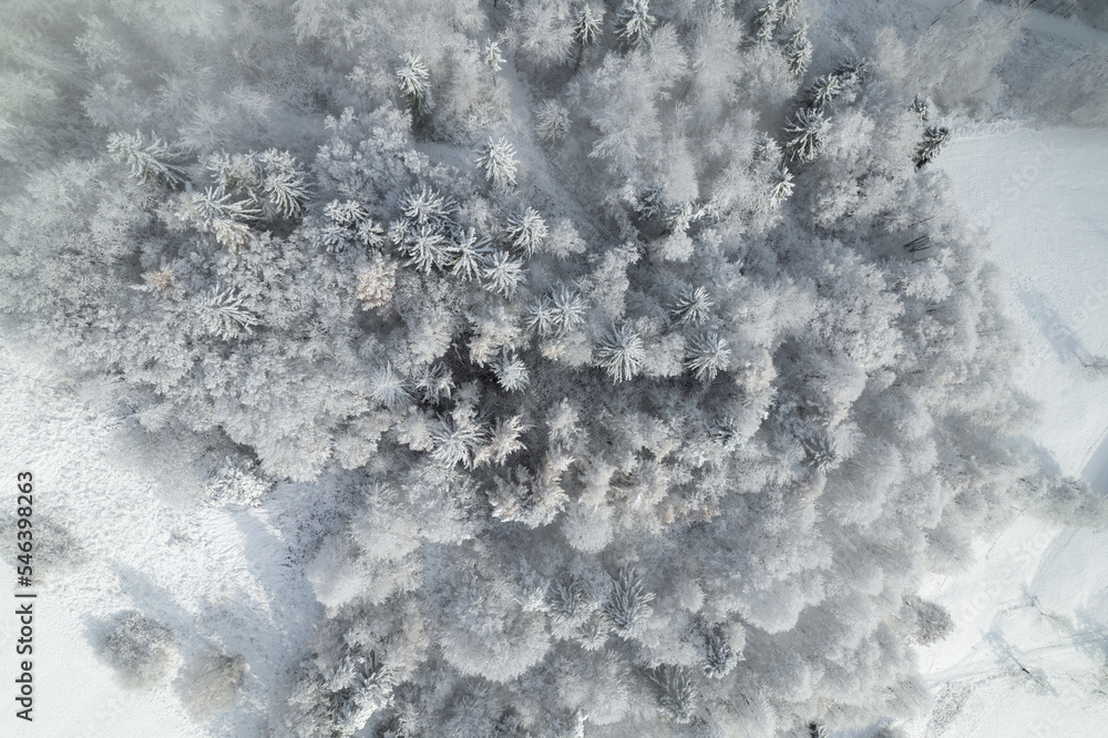 空中俯视：郁郁葱葱的森林树梢被新鲜的雪覆盖的美丽景色