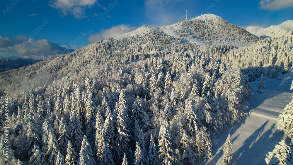 在阳光明媚的日子里，雪覆盖的山脉和云杉林的美景