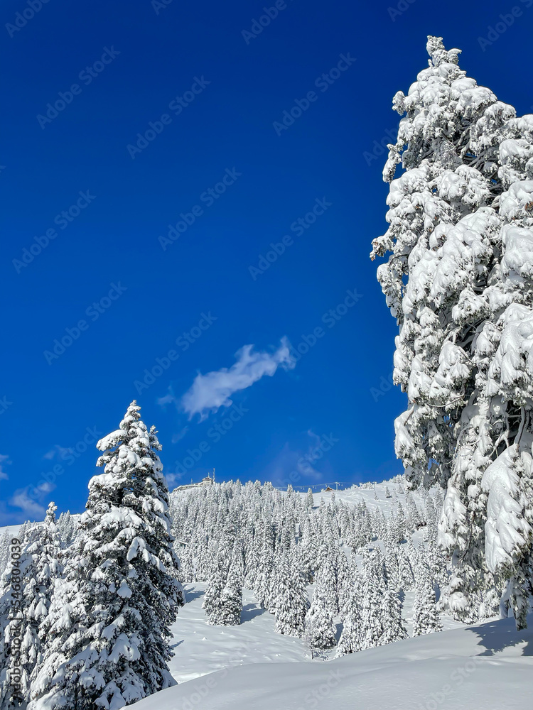 美丽的山地云杉树和被新鲜降雪覆盖的空地