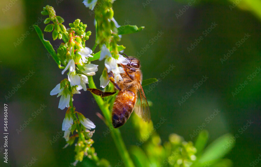 西方蜜蜂或欧洲蜜蜂（Apis mellifera）是世界上最常见的蜜蜂。