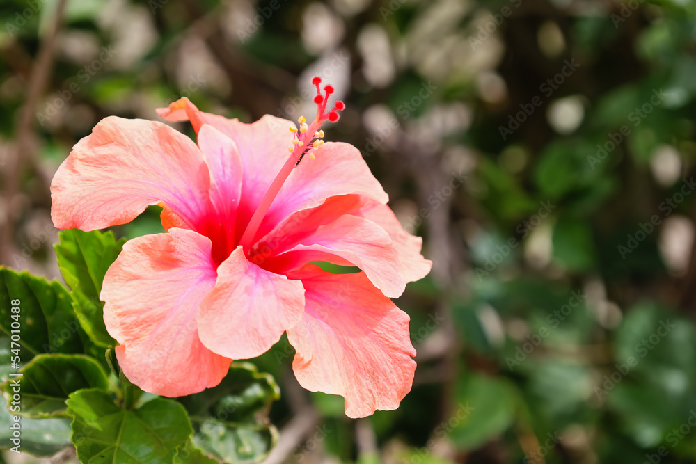 美丽的芙蓉花在户外绽放，特写