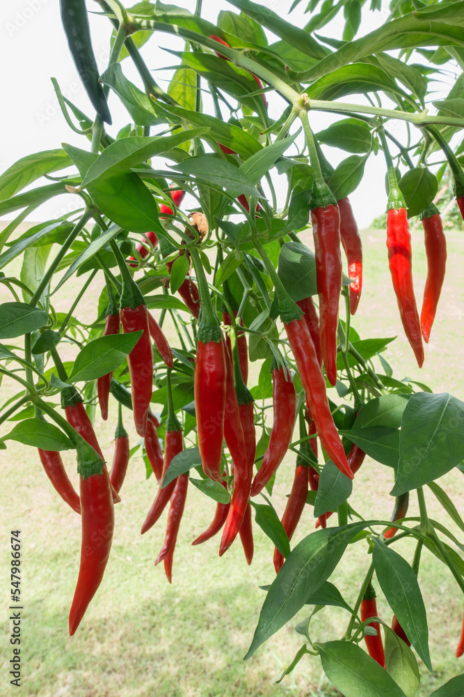 Red chili peppers on the plant ready for picking.