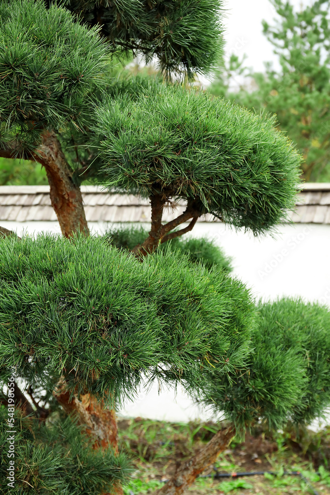 公园池塘附近的绿色松树景观