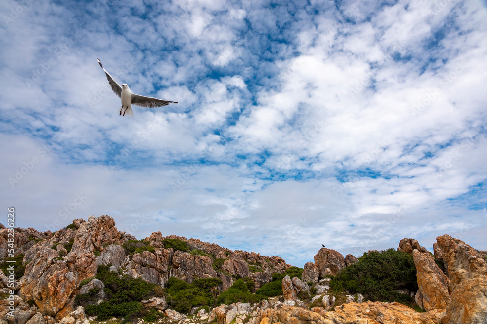 Hartlaubs海鸥或帝王鸥（Chroicocephalus hartlaubii）在飞行。Kleinmond，Whale Coast，Overberg，