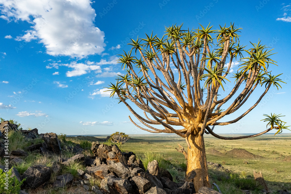 Quiver tree or kokerboom（Aloidendron dichtomom，前身为Aloe dichtomoma）Kenhardt，北开普省，S