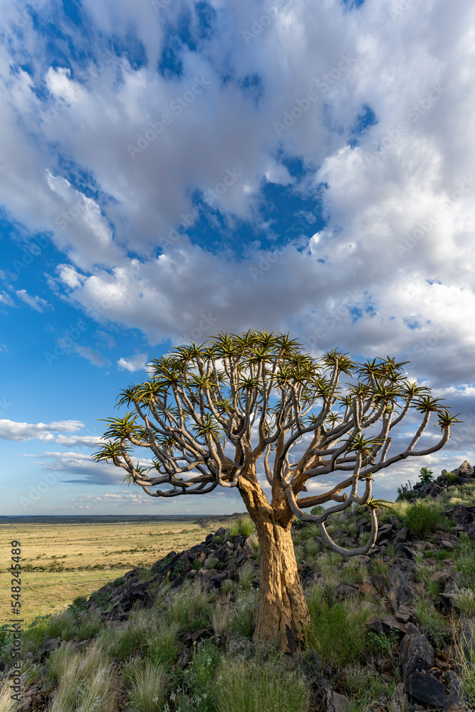 Quiver tree or kokerboom（Aloidendron dichotomum，前身为Aloe dichotoma）Kenhardt，北开普省，S