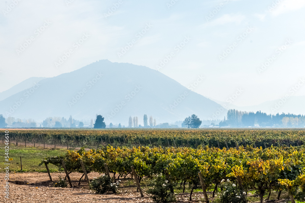 智利的葡萄园和酒庄-圣地亚哥中央山谷区