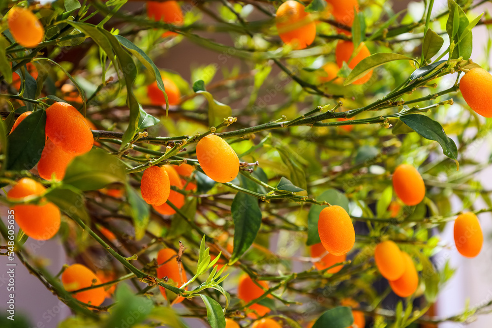 Beautiful Kumquat tree with fruits outdoors, closeup