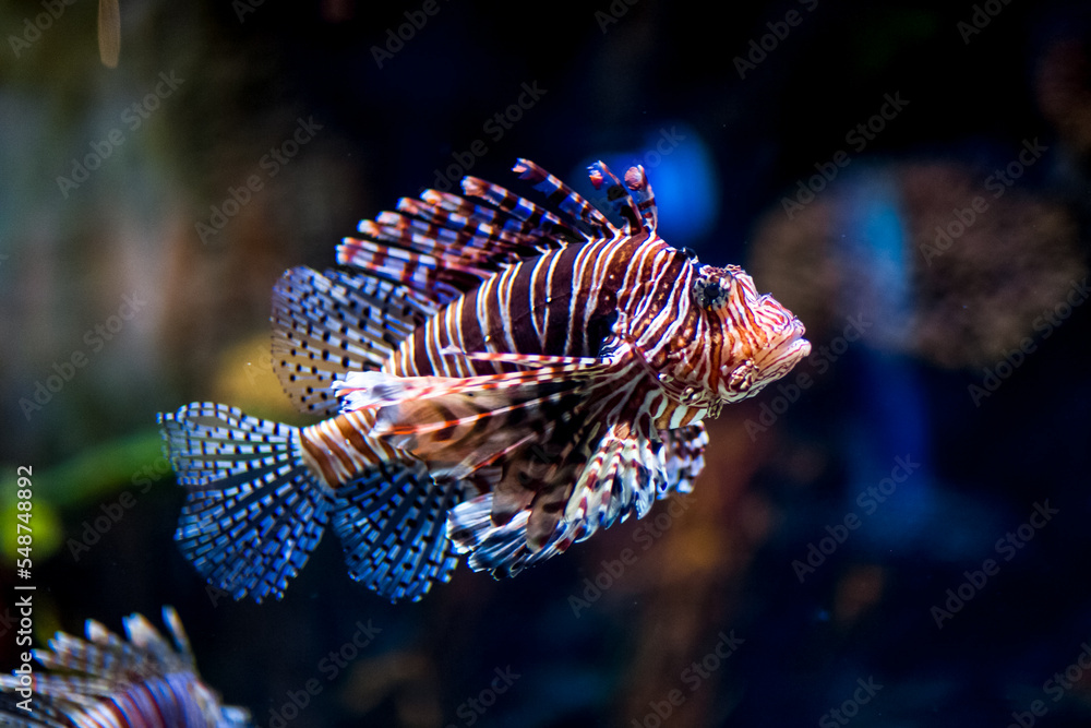 迪拜水族馆里美丽的彩色鱼，近距离观看。水下野生动物