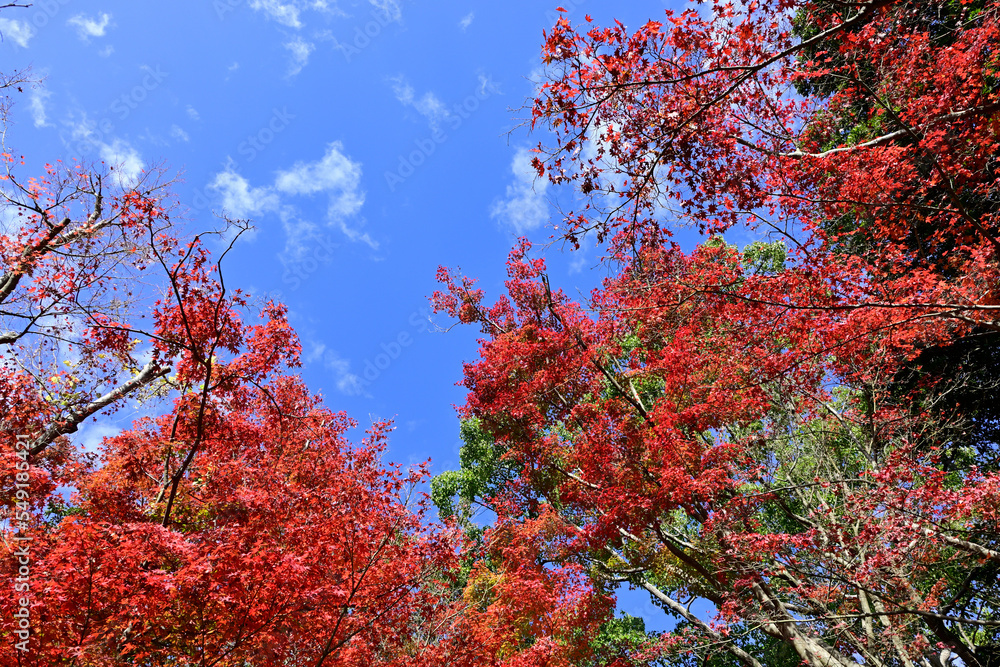 秋叶在Mt.Rokko