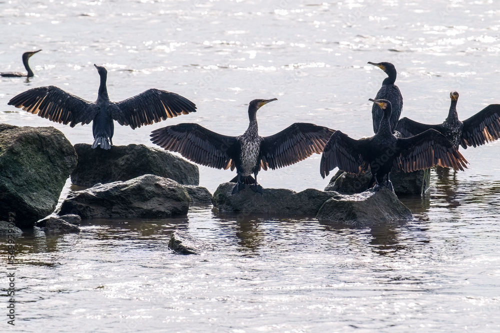 海滩上有很多cormorants，在阳光下展开翅膀