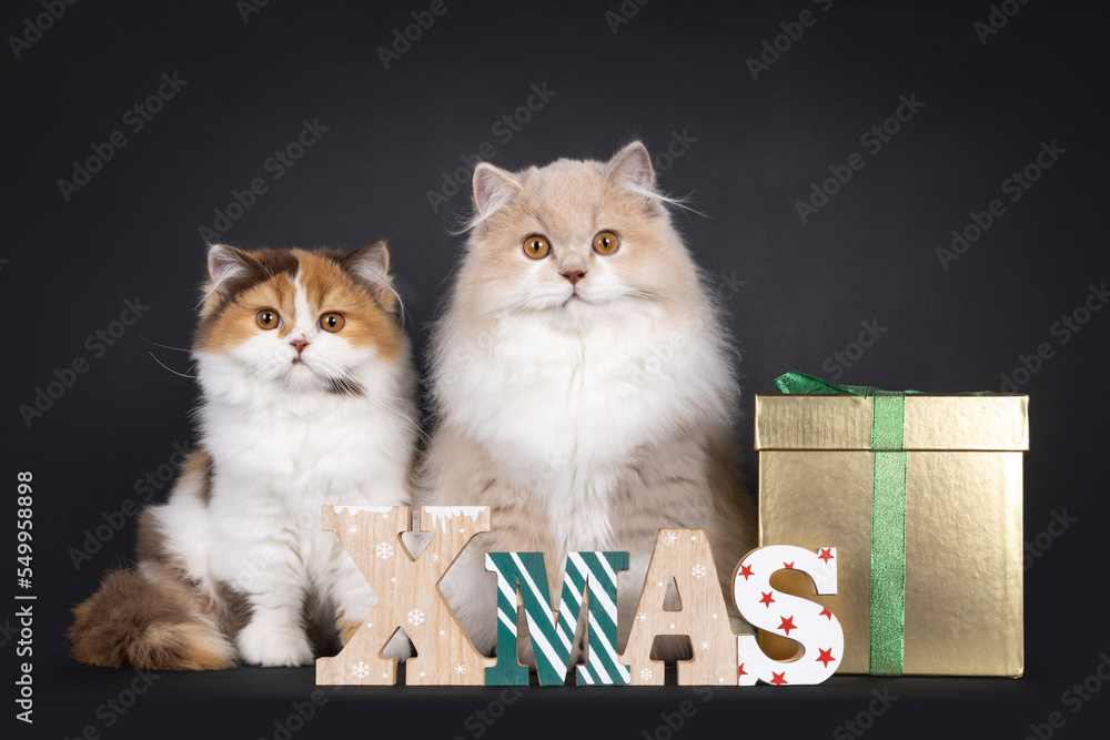 可爱的二人组英国长毛猫小猫，并排坐在木制xmas文字和金色prese后面