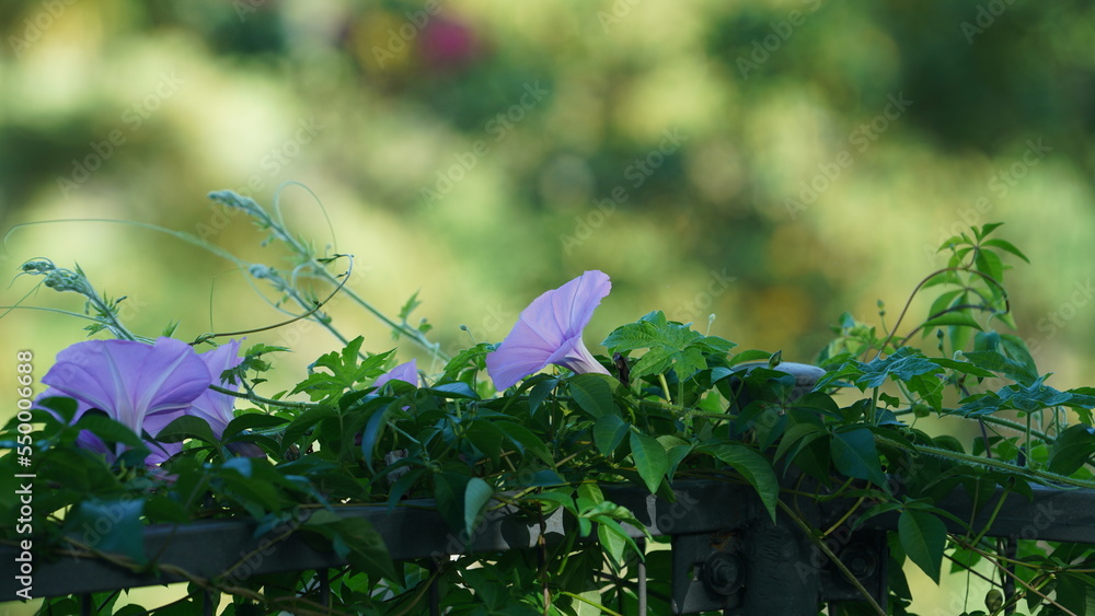 The beautiful pink flowers blooming in the garden in summer