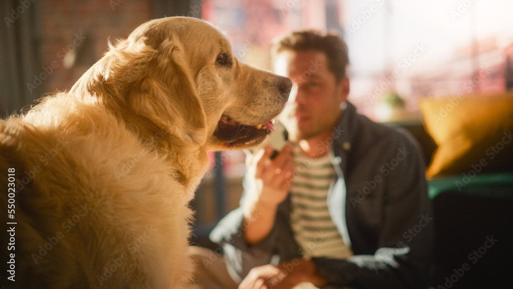 Young Adult Man Having Fun and Playing with His Golden Retriever Pet on a Living Room Floor. Dog Own