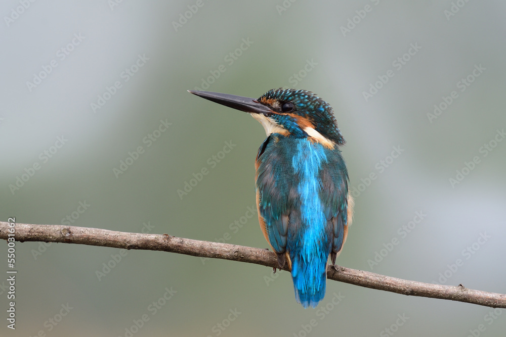 young blue bird with growing feathers when first year visiting to Thailand