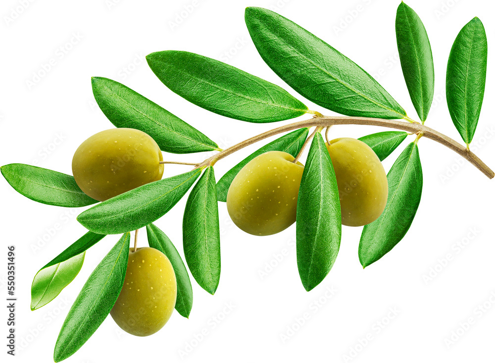 Green olives with leaves isolated