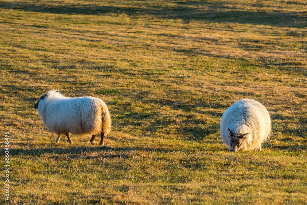 Icelandic sheep on the meadow during winter time