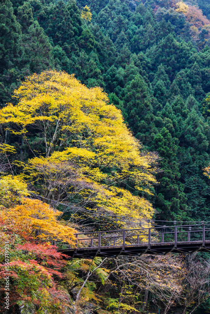 東京、奥多摩の綺麗な紅葉の景色