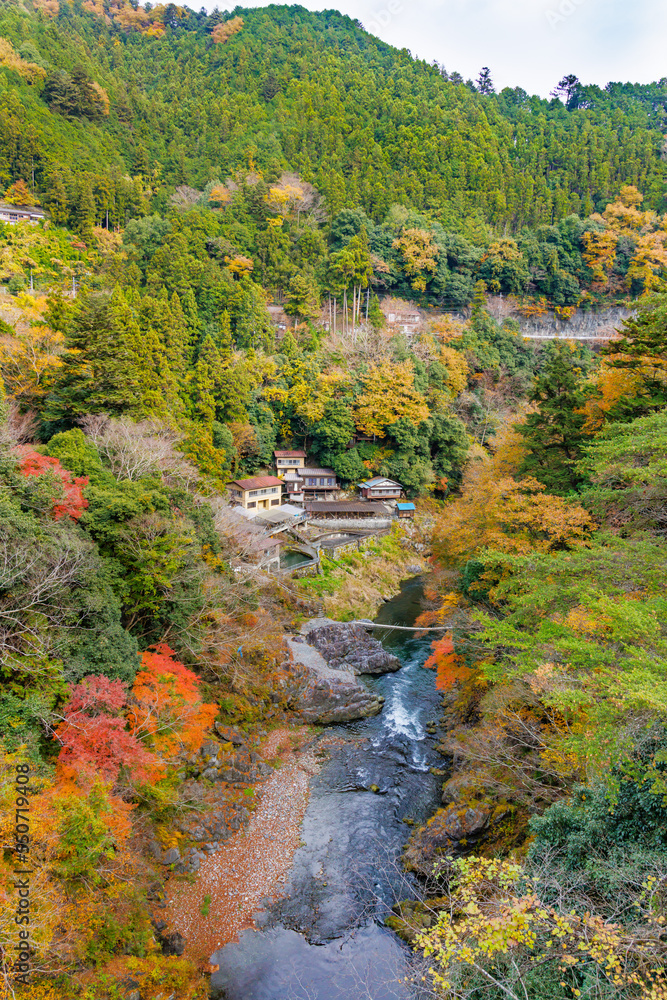 東京、奥多摩の綺麗な紅葉の景色