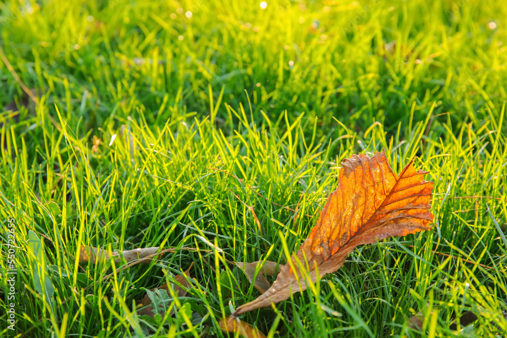 Beautiful fresh grass and autumn leaves on sunny day