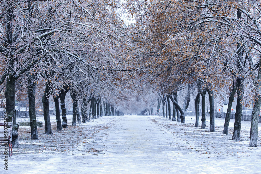 Alley with icy trees in beautiful city park on winter day