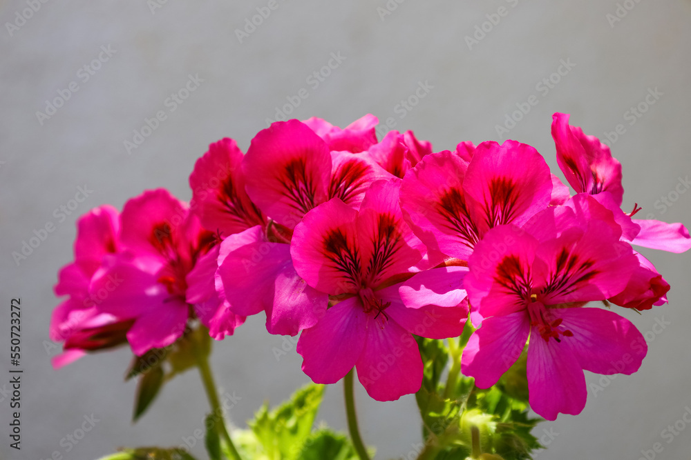 Pink Pelargonium flowers outdoors, closeup