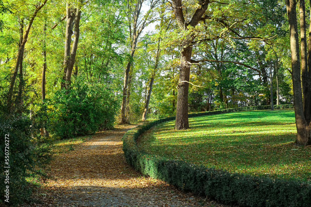 View of beautiful trees, bushes and alley with fallen leaves in autumn park