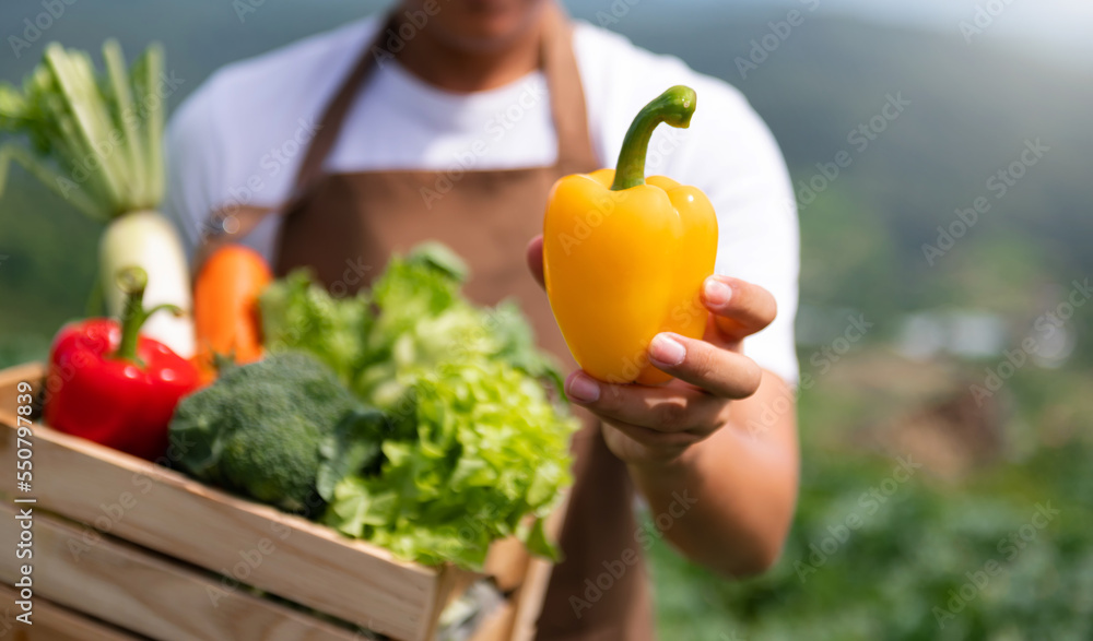 Fresh bell pepper holding by hand