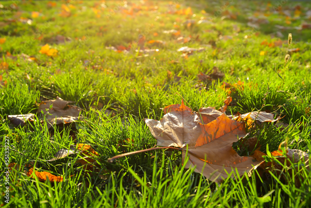 Fresh green grass and autumn leaves on sunny day