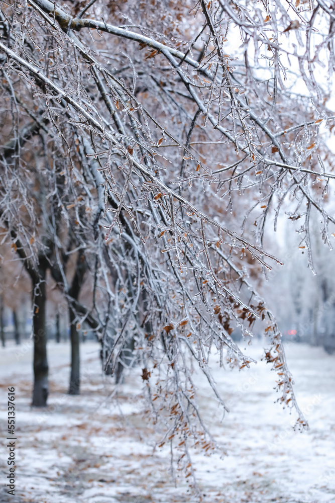 Icy tree branches on city street