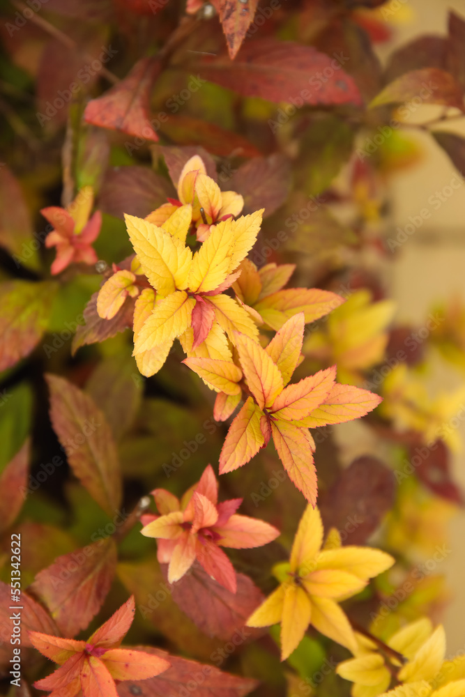 Bush with yellow leaves in autumn park, closeup